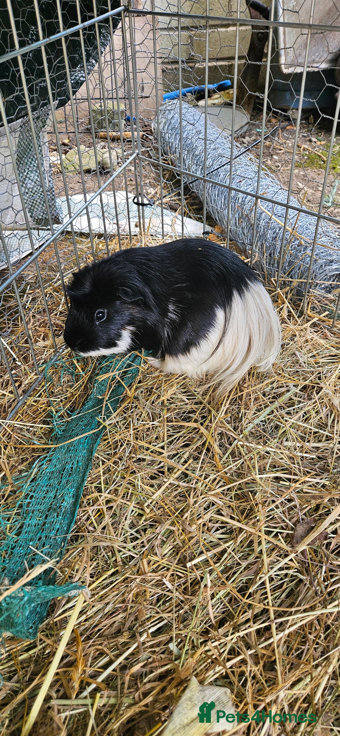 Guinea Pig rodents for sale: 7 Beautiful male Guinea Pigs for sale. - Image 7