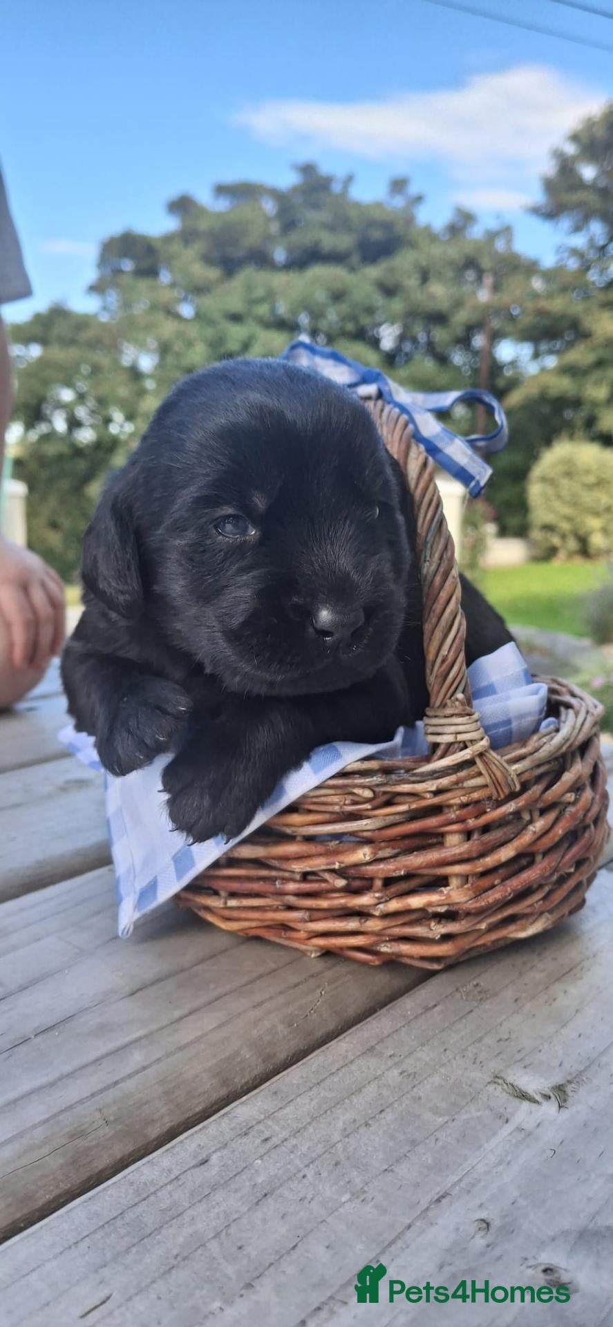 Mixed Breed dogs   Bernedoodle x labrador puppies - Advert 3