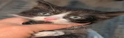 Mixed Breed cats for sale: Maine coon cross kittens  - Advert 25