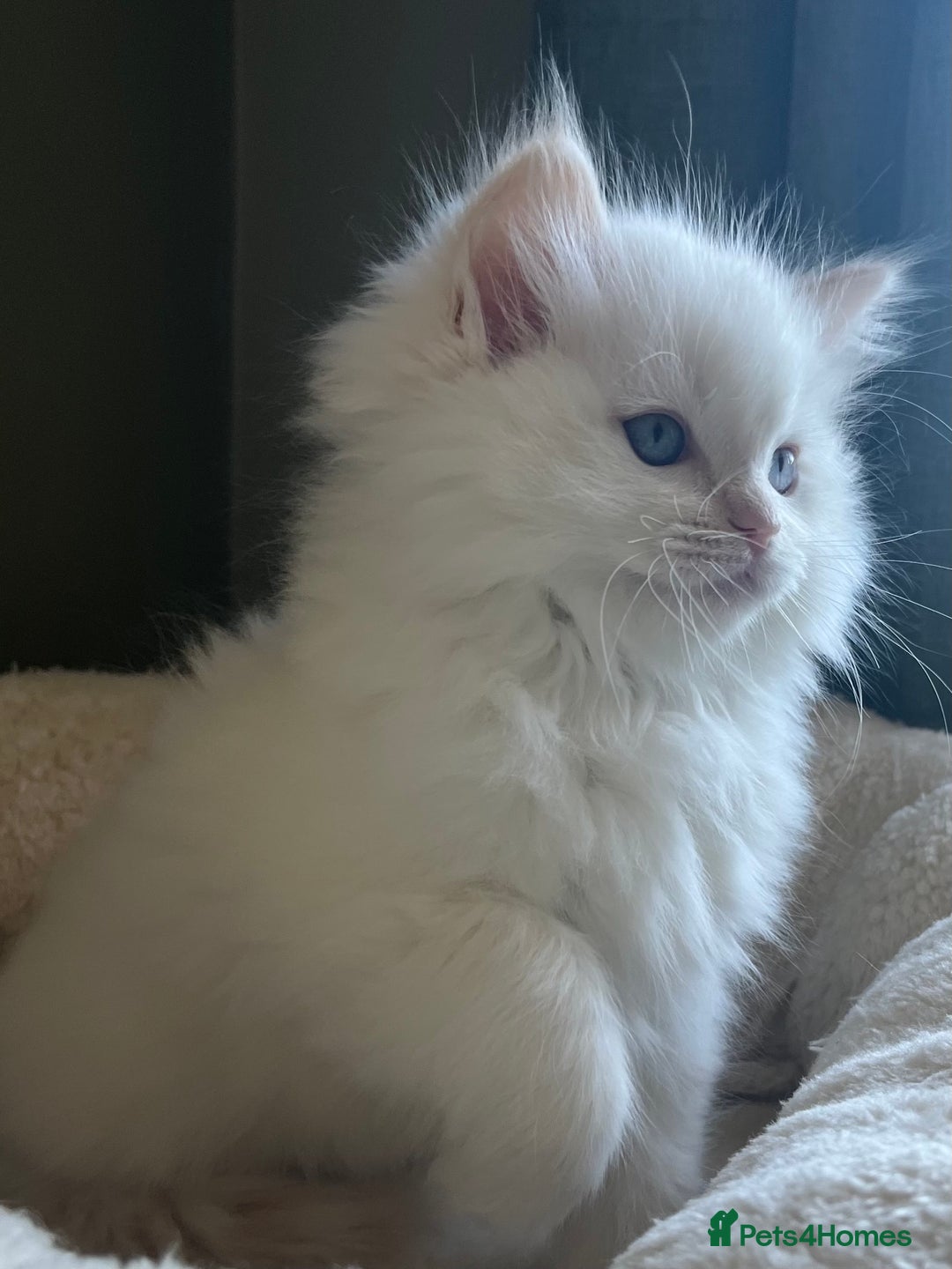 Ragdoll cats for sale: Cream point boy ready now in Lincoln - Image 8