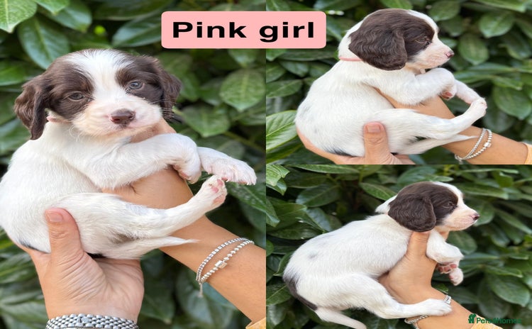 Sprocker dogs - Advert 1