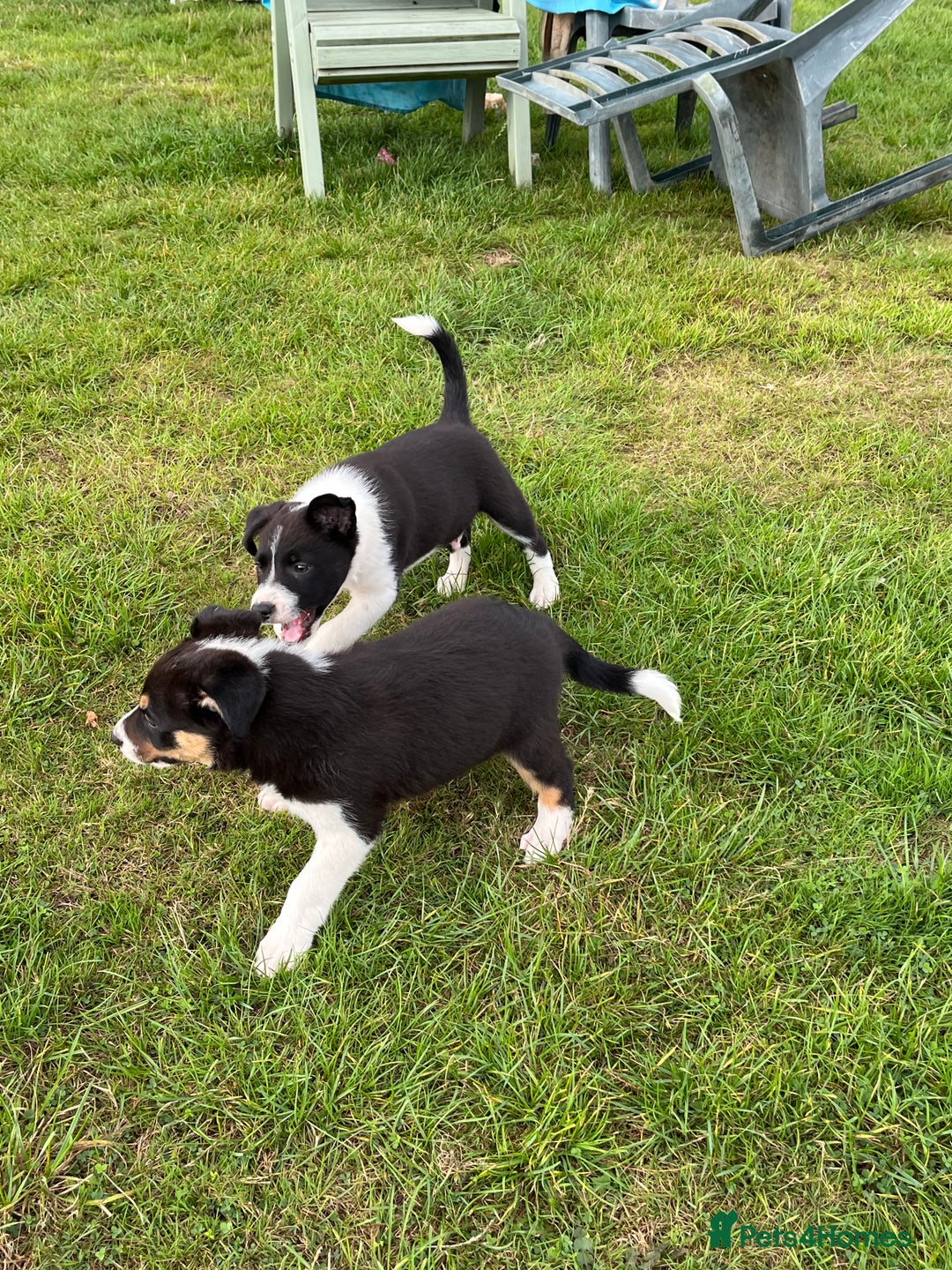 Border Collie dogs for sale: Beautiful Border collie pups - Image 10