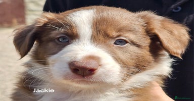 Border Collie dogs - Advert 2