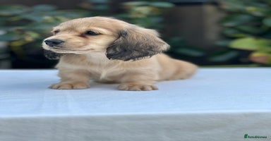 Miniature Dachshund dogs - Advert 4