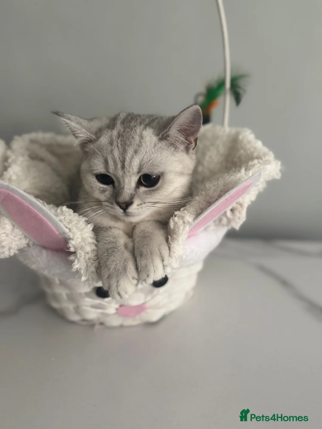 British Shorthair cats for sale: Only 2 Kittens female  - Advert 29
