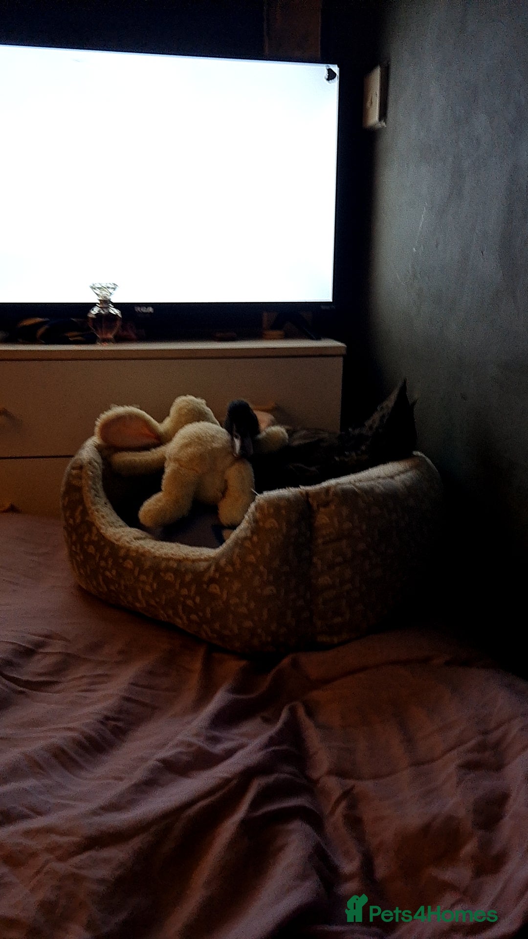 Ducks poultry 7 week old khaki cambell - Advert 8