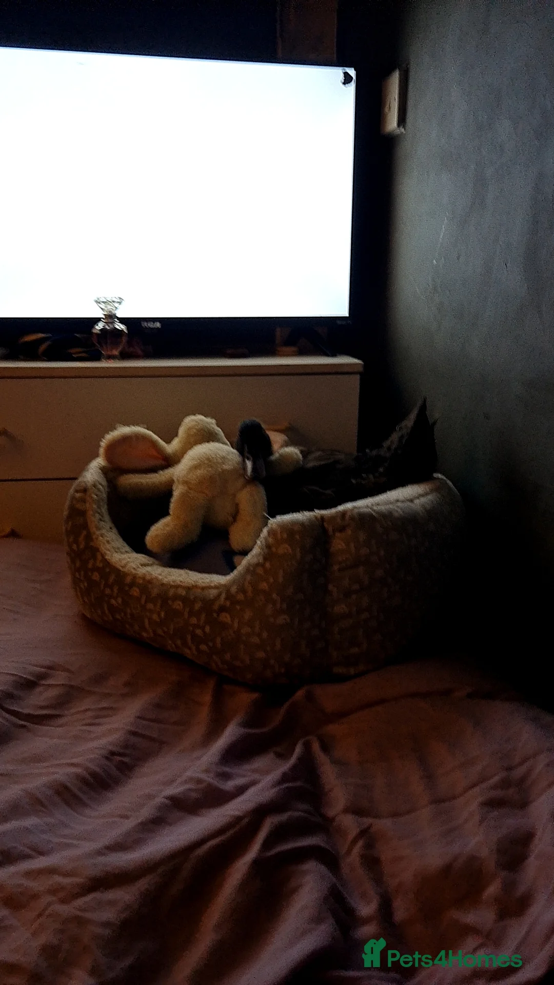 Ducks poultry for sale: 7 week old khaki cambell - Advert 1