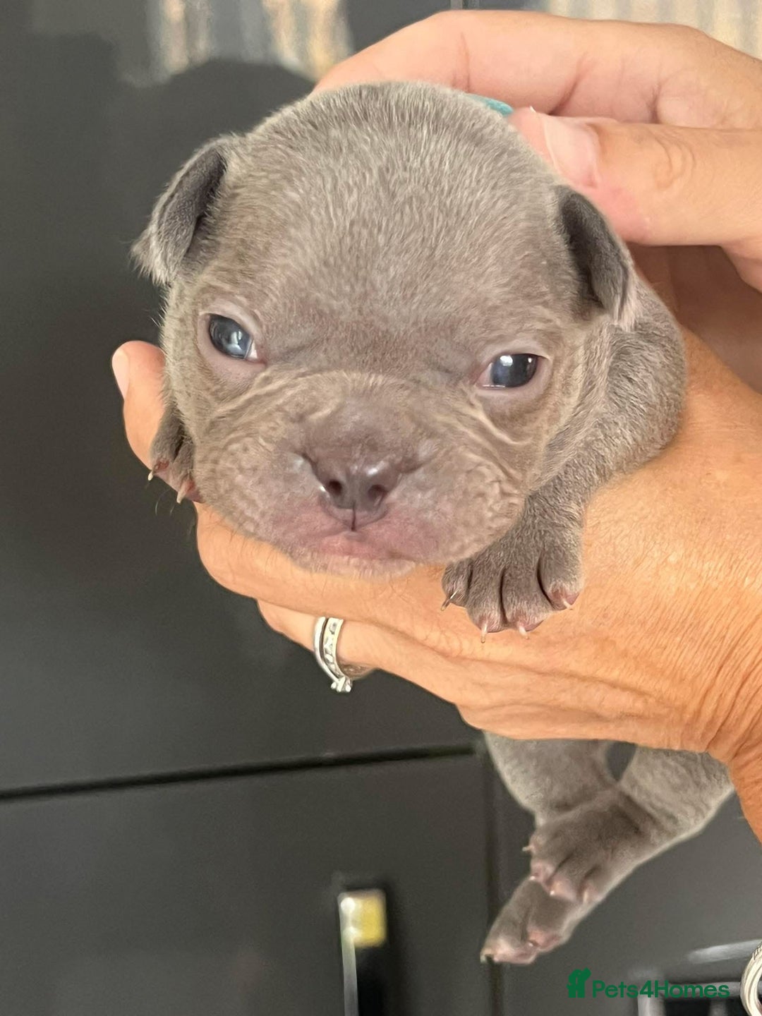 French Bulldog dogs for sale: Ready to leave on the 12th of September - Image 15