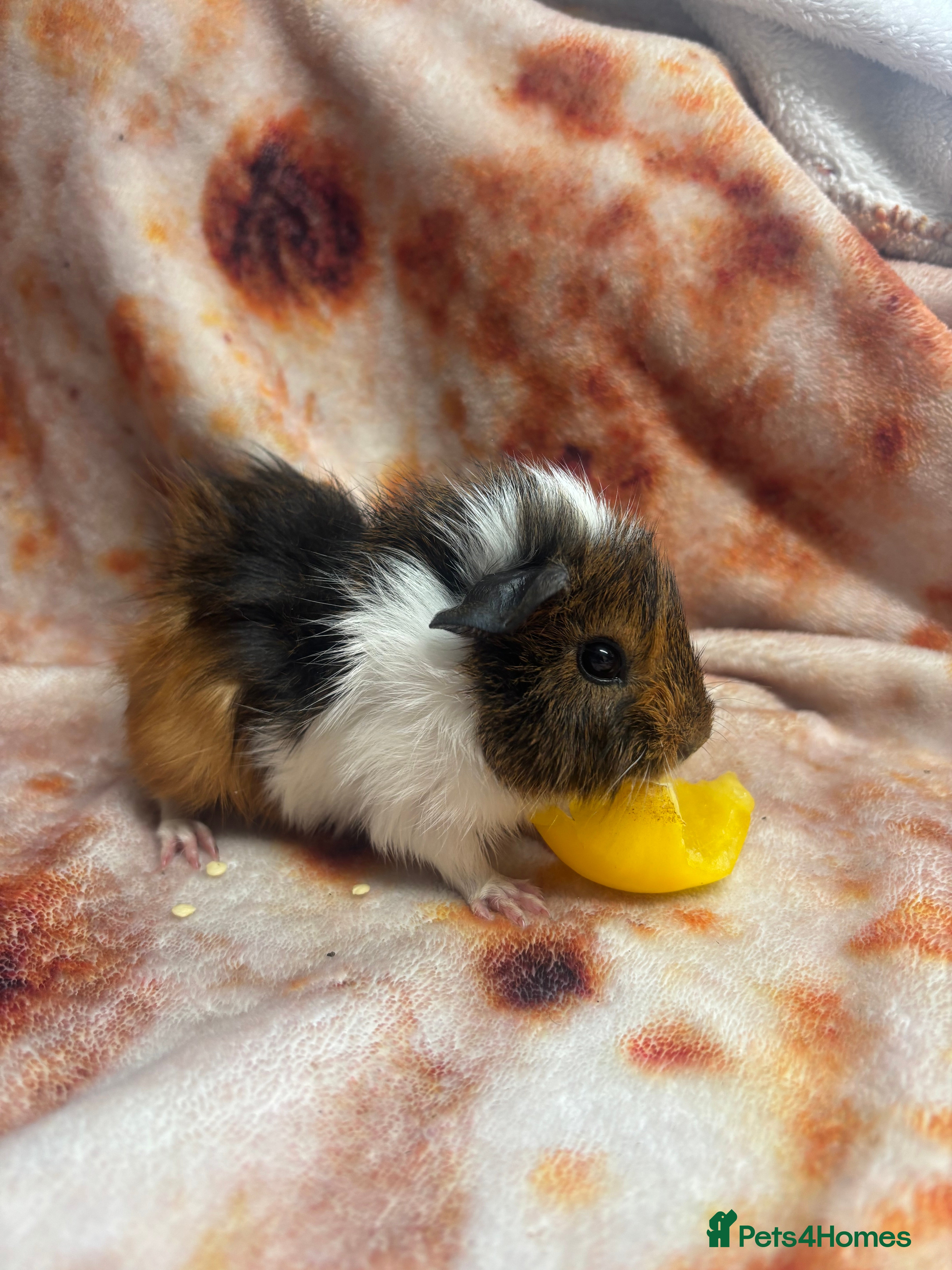 Guinea Pig rodents Beautiful lil girl  - Advert 3
