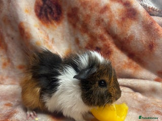 Guinea Pig rodents Beautiful lil girl - Advert 3