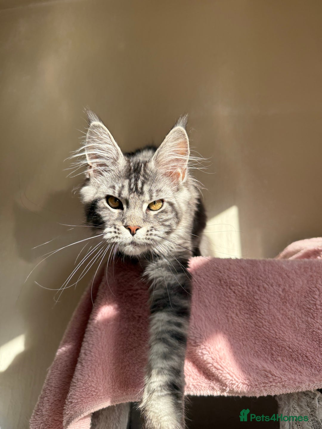 Maine Coon cats for sale: Pedigree GCCF Russian Import line Maine Coons - Image 19