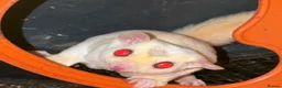 Sugar Glider rodents for sale: Sugar gliders  - Advert 1