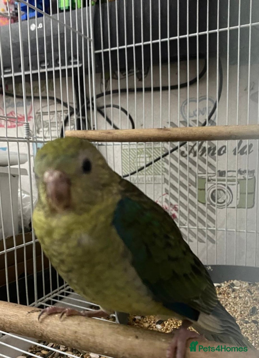 Parakeets birds for sale: Young female red rump  - Image 9