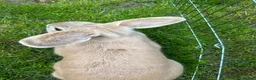 Mixed Breed rabbits for sale: Rabbits for sale in Hampton - Advert 4