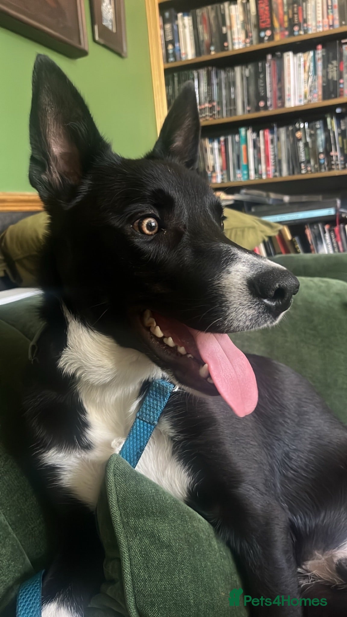 Border Collie dogs 10 month old male border collie puppy - Advert 1