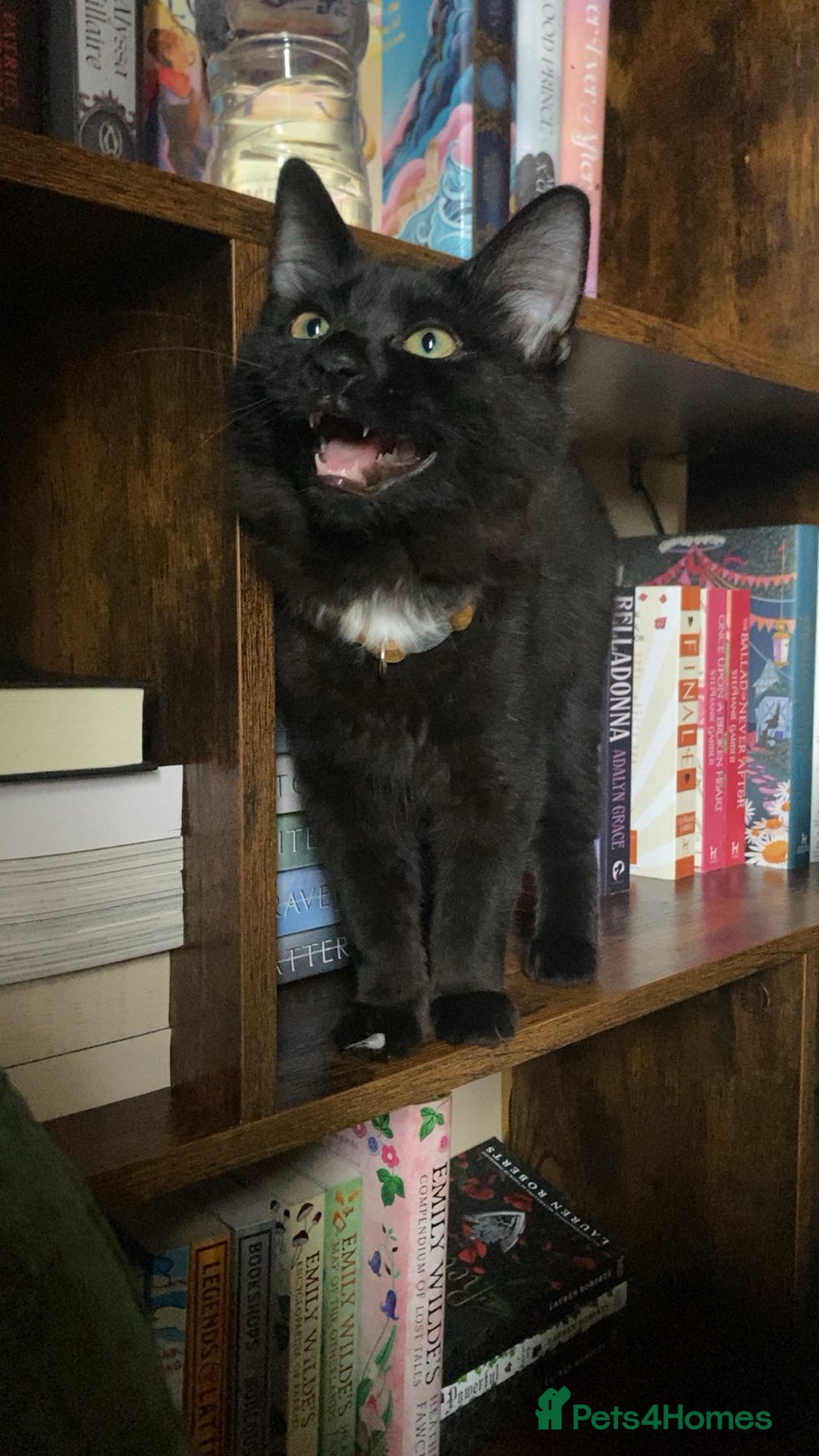 British Longhair cats for sale: 7month old male cat - Advert 6