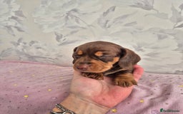 Dachshund dogs for sale: Miniature dachshund puppies PRA CLR - Image 29