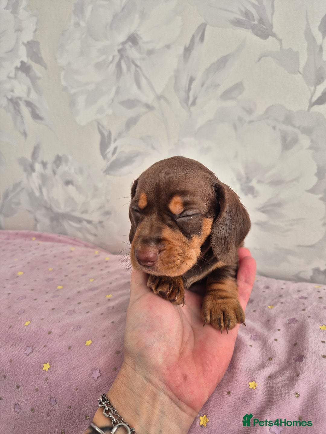 Dachshund dogs for sale: Miniature dachshund puppies PRA CLR - Image 29
