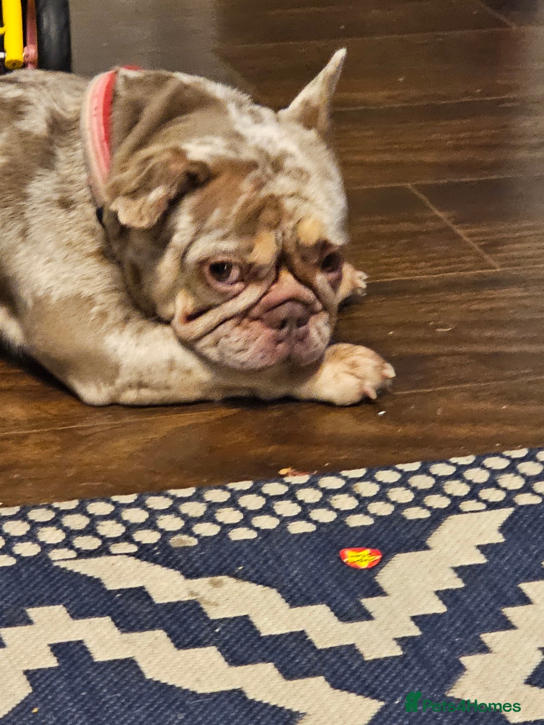 French Bulldog dogs for sale: Female 2 1/2 Yr old French bulldog - Advert 5