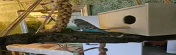 Budgerigars birds for sale: 3 Male Chicks Semi Tame in Betchworth - Advert 7