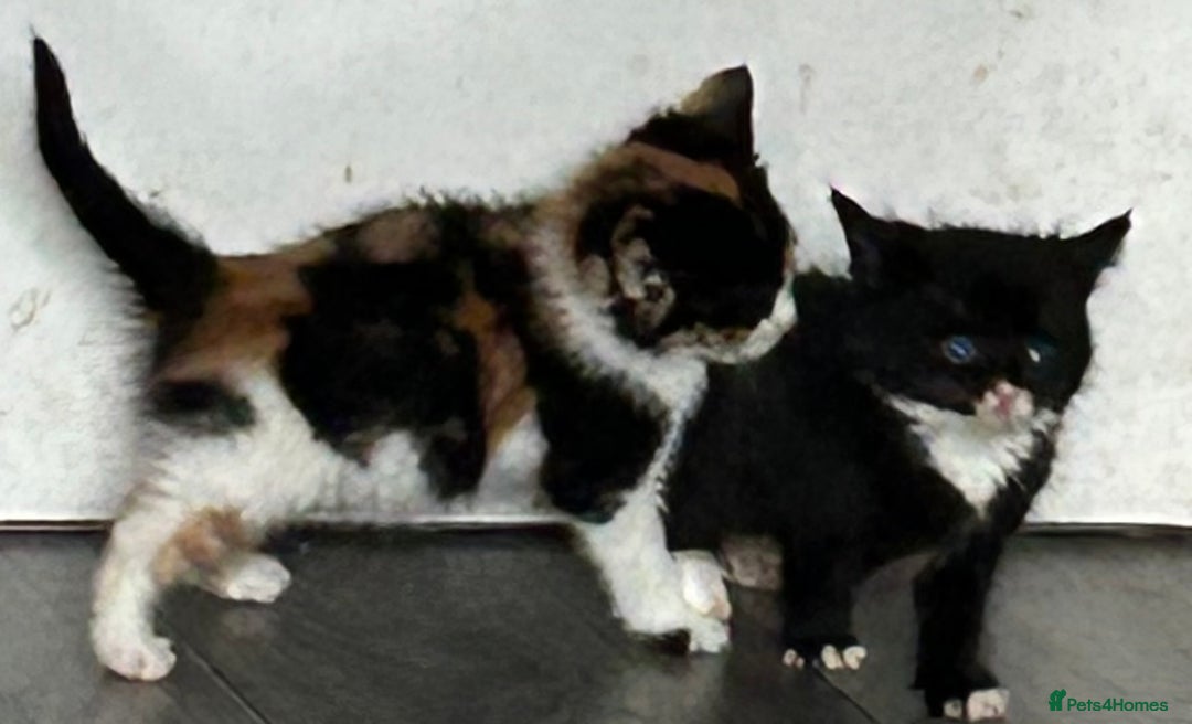 Bengal cats for sale: Beautiful bengal kittens - Image 2