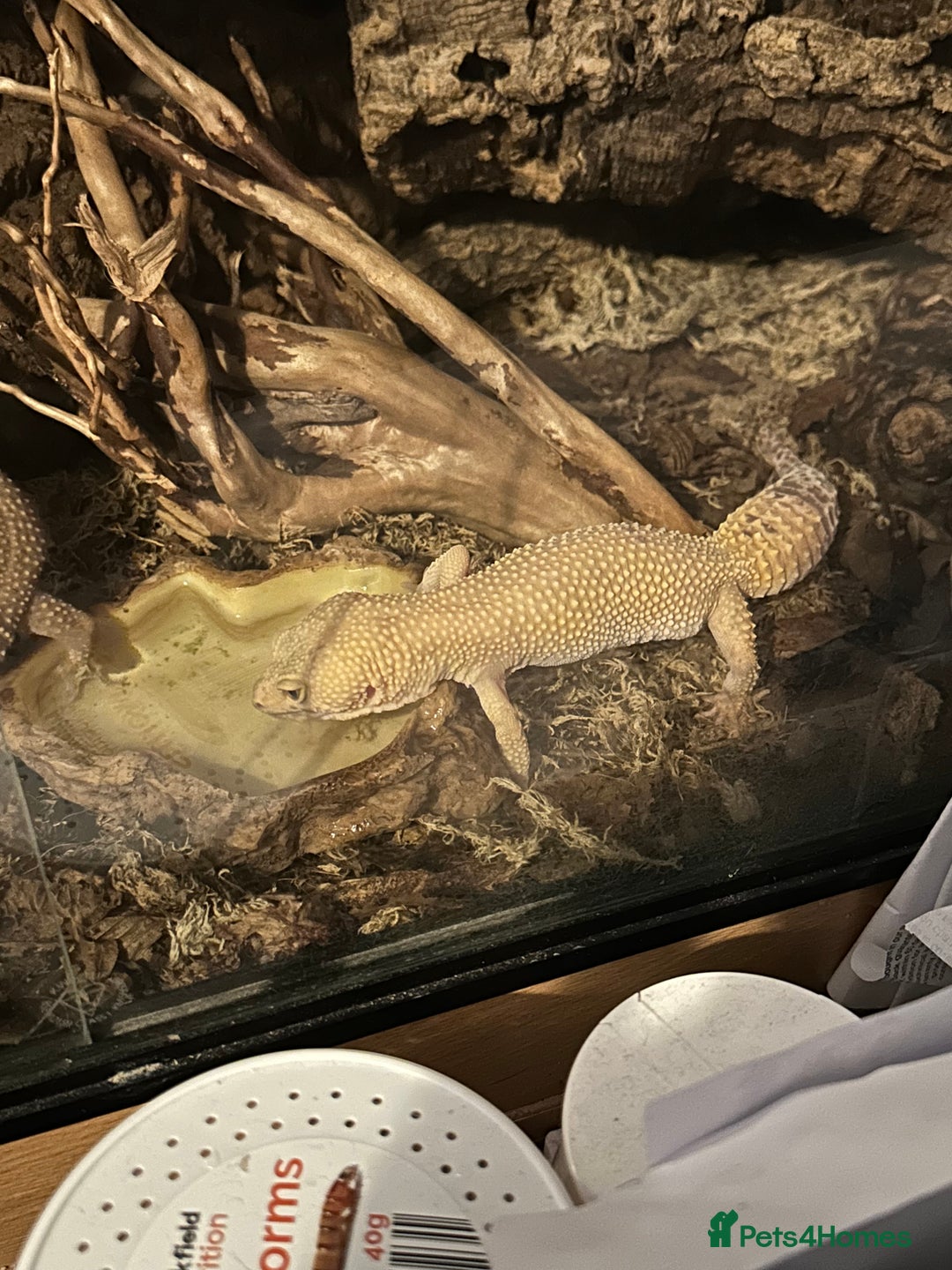 Leopard Gecko reptiles for sale: 2 leopard geckos and vivarium for sale  - Image 8