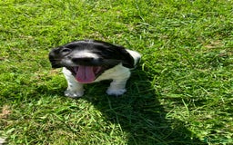 English Springer Spaniel dogs for sale: English Springer Spaniel Puppies for Sale - Image 21