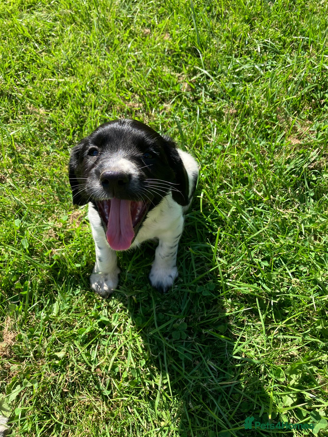 English Springer Spaniel dogs for sale: English Springer Spaniel Puppies for Sale - Image 21
