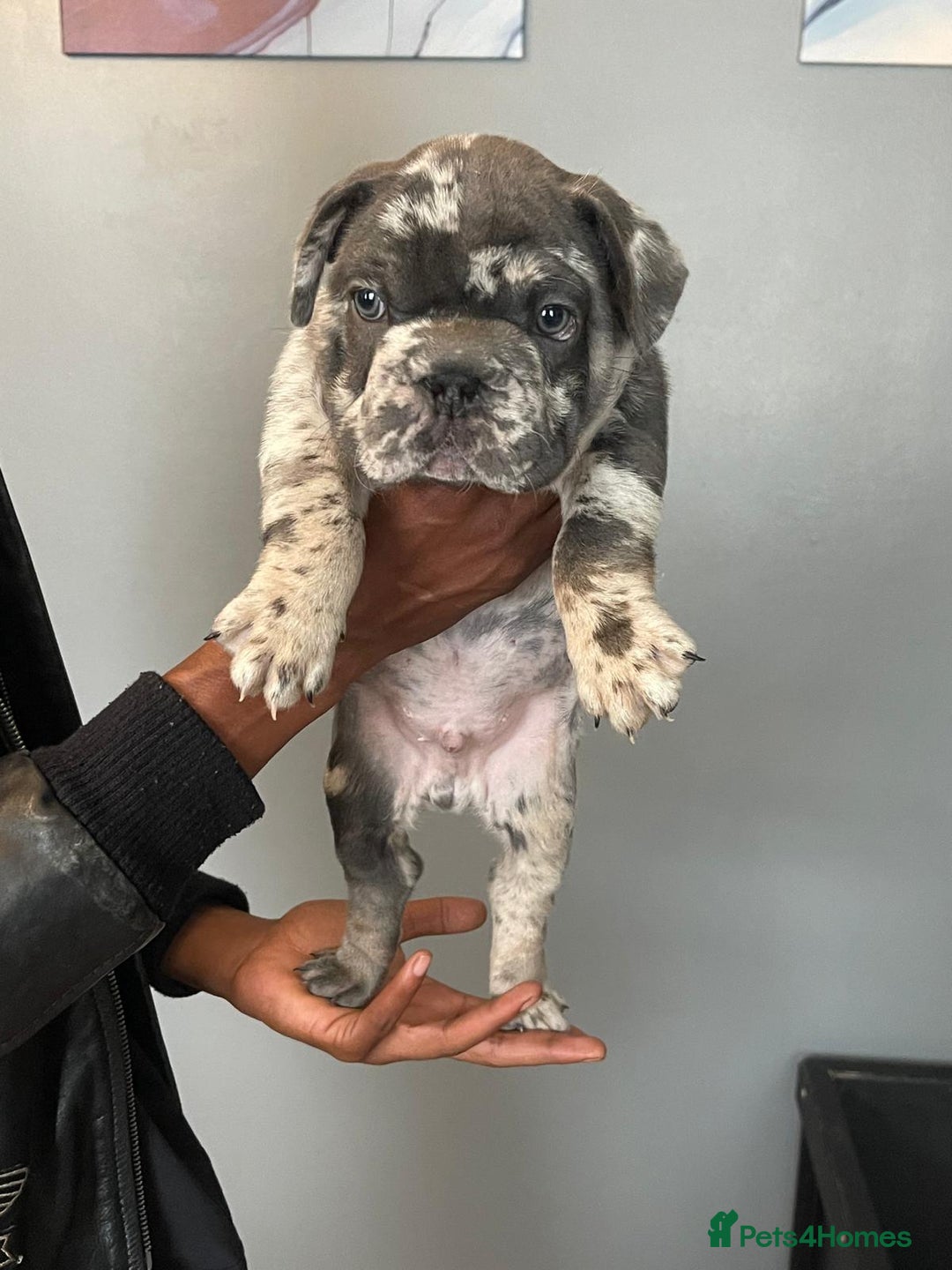 French Bulldog dogs for sale: beautiful frenchies - Image 2