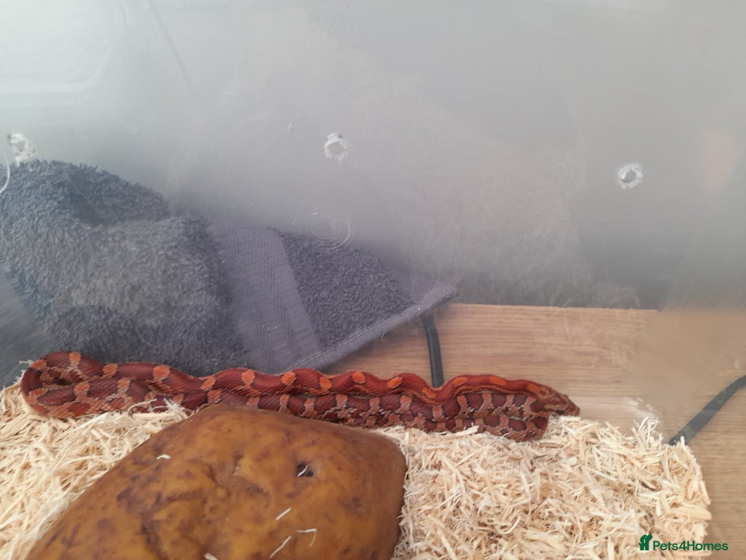 Corn Snake reptiles for sale: 1 year old corn snake unsexed - Image 2