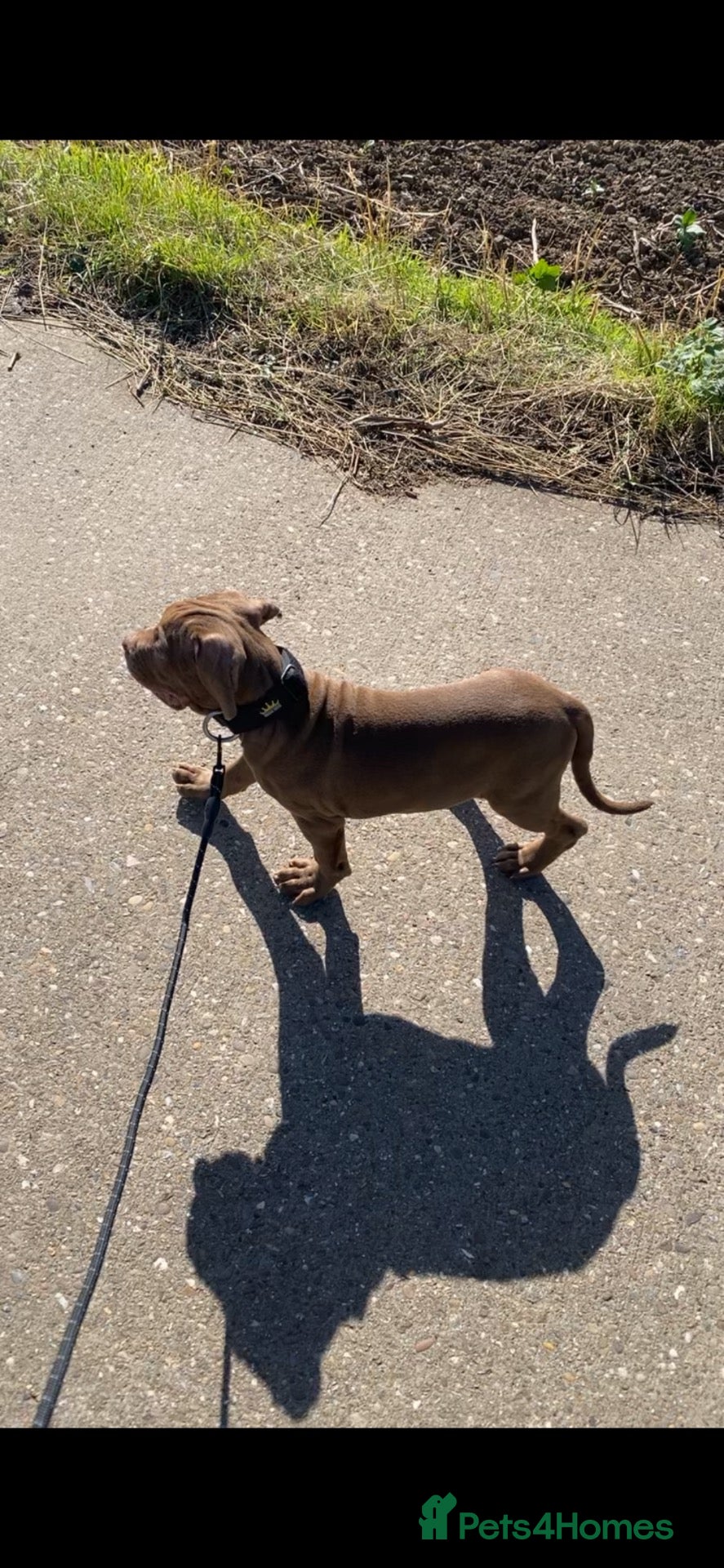 Mixed Breed dogs 11 week old Merle bandog puppies  - Advert 12