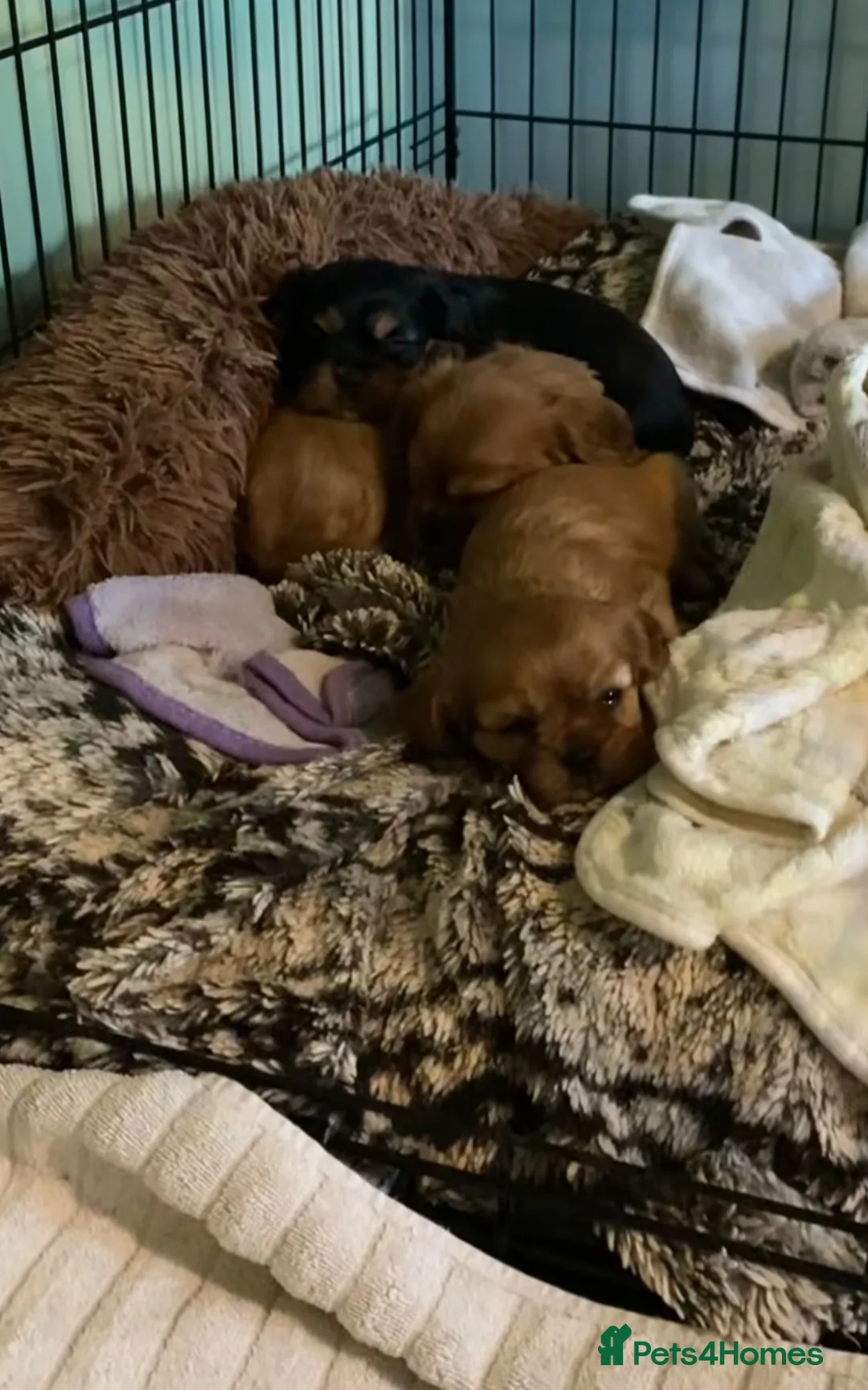 Cavalier King Charles Spaniel dogs for sale: Cavalier king Charles  - Advert 8