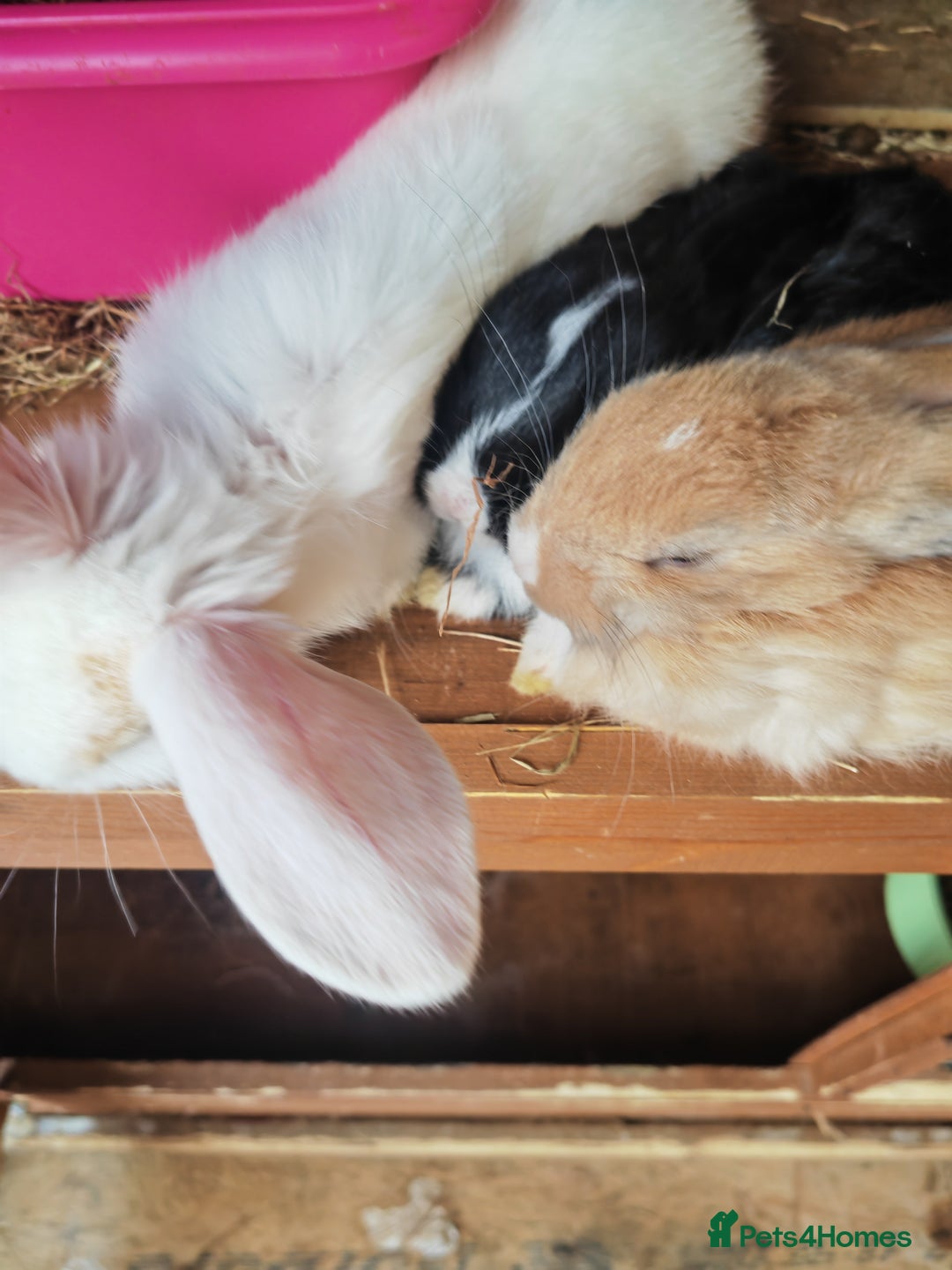 English Lop rabbits for sale: Beautiful lop babies  - Image 8