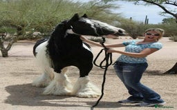 Irish Cob horses for sale: Majestic 6-Year-Old Gypsy Vanner Stallion - Image 3