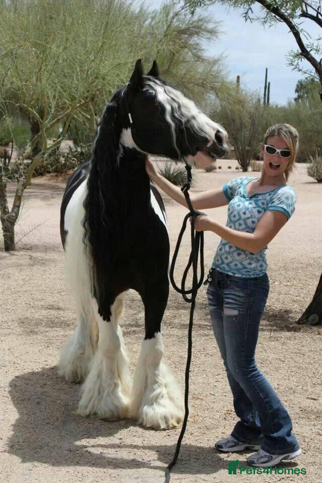 Irish Cob horses for sale: Majestic 6-Year-Old Gypsy Vanner Stallion - Image 3