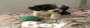 Cavalier King Charles Spaniel 4