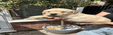 Golden Retriever 7