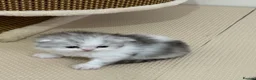 British Longhair cats for sale: British long hair & persian chinchilla  - Advert 6