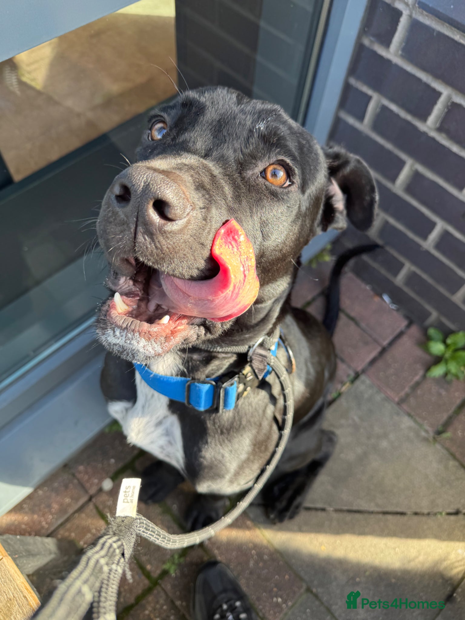 Cane Corso dogs Kodak is a rescue - Advert 1