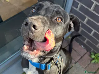 Cane Corso dogs Kodak is a rescue - Advert 1