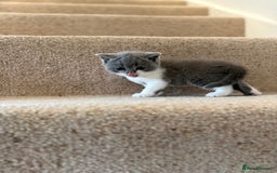 British Shorthair cats for sale: GCCF Bi-colour Blue and white BSH - Image 14