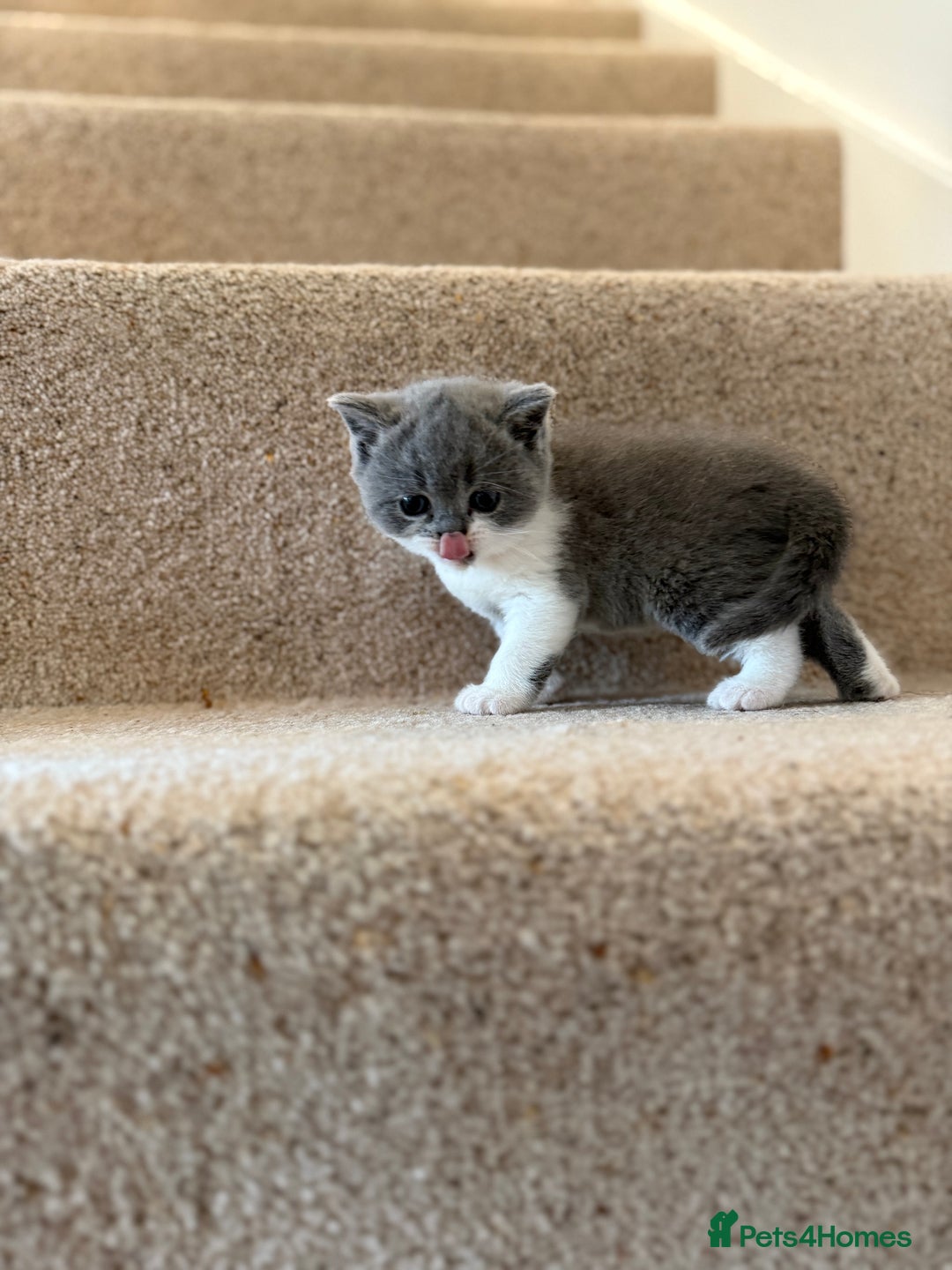 British Shorthair cats for sale: GCCF Bi-colour Blue and white BSH - Image 14