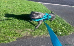 Staffordshire Bull Terrier dogs for sale: Blue Staffordshire bull terrier puppies  - Image 18