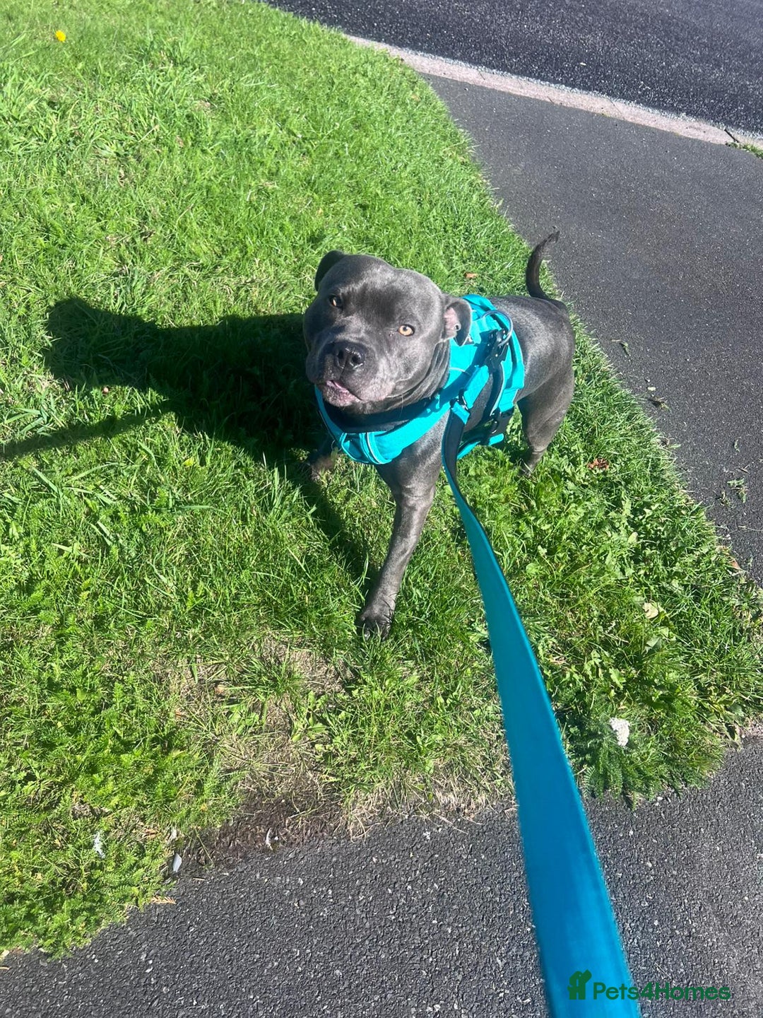 Staffordshire Bull Terrier dogs for sale: Blue Staffordshire bull terrier puppies  - Image 18