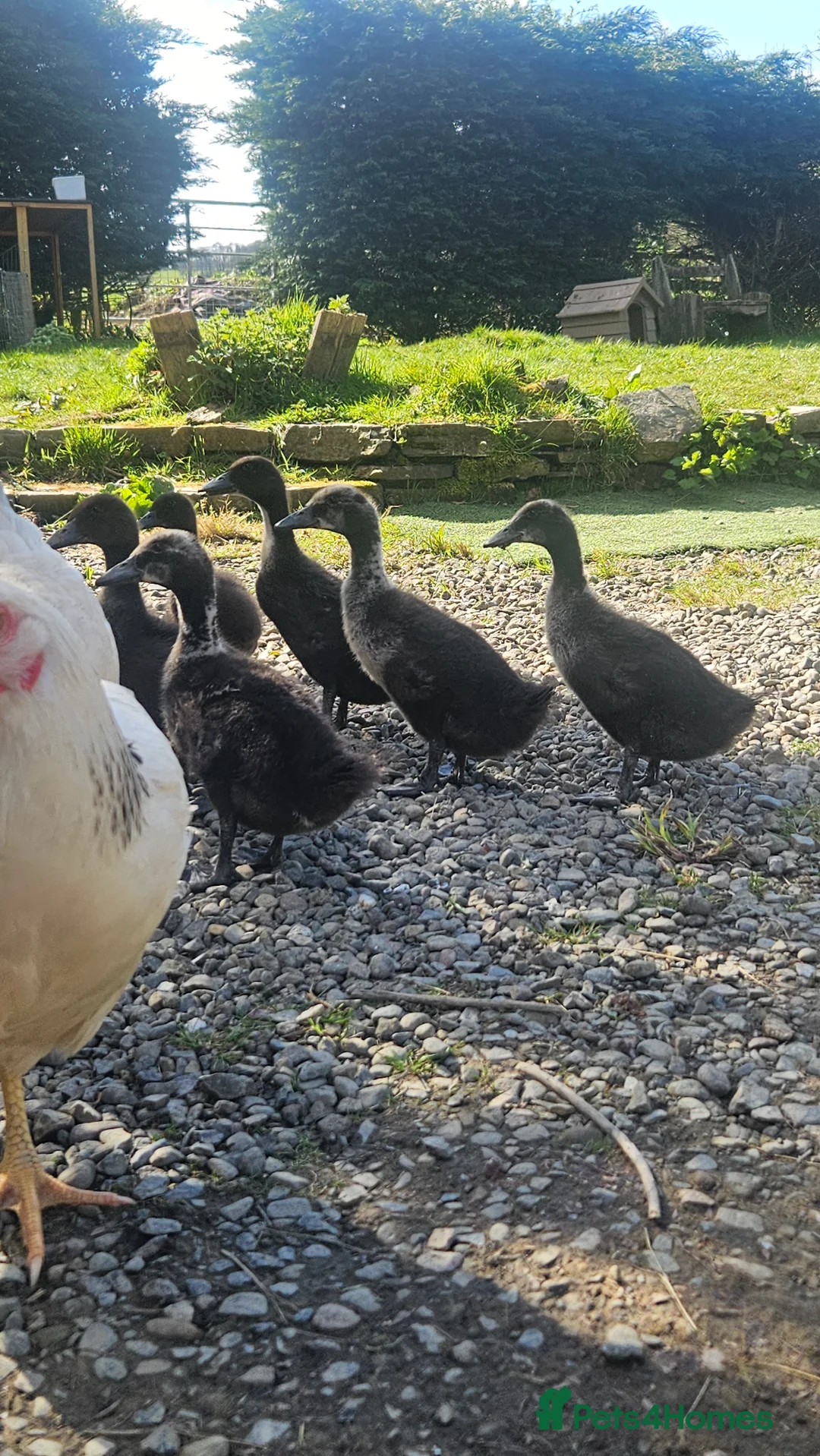 Ducks poultry for sale: Lovely ducklings  - Advert 2