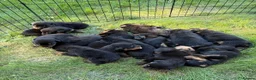 Rottweiler dogs for sale: zbiojde Stunning Rottweiler Puppies Ready Now in Paisley - Advert 2