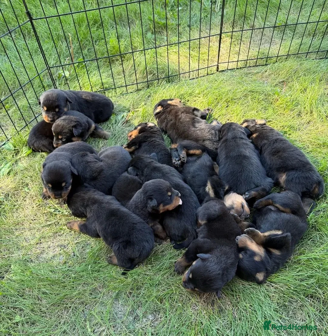 Rottweiler dogs for sale: zbiojde Stunning Rottweiler Puppies Ready Now in Paisley - Advert 2