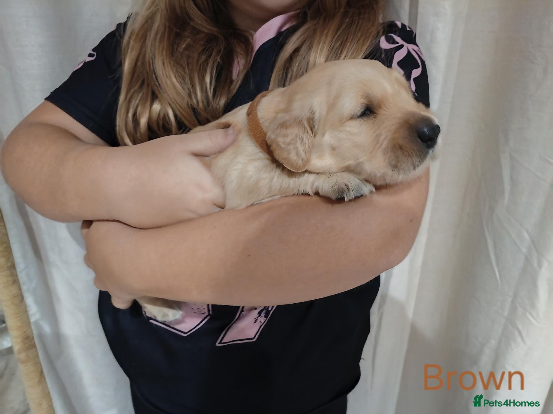 Golden Retriever dogs PEDIGREE GOLDEN RETRIEVERS  - Advert 2
