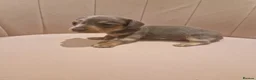 Miniature Dachshund dogs for sale: Blue dapple daxies beautiful colours - Advert 7