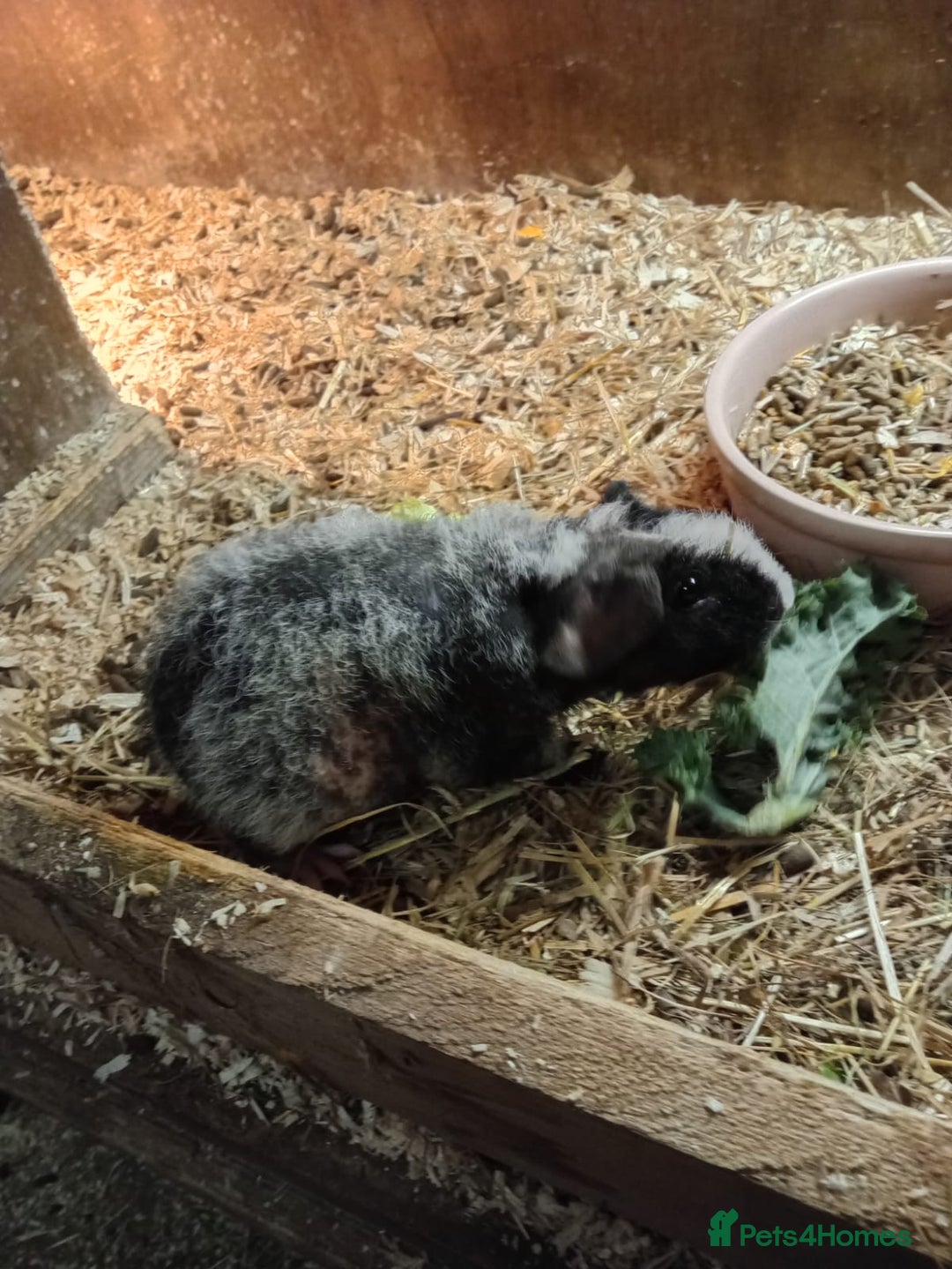 Guinea Pig rodents for sale: Baby skinny Pigs - Advert 1